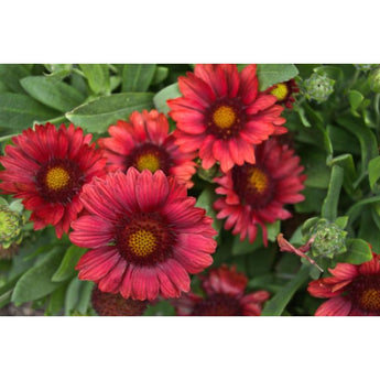 Mesa Red Gaillardia