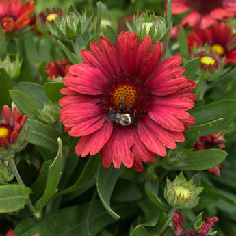 Mesa Red Gaillardia