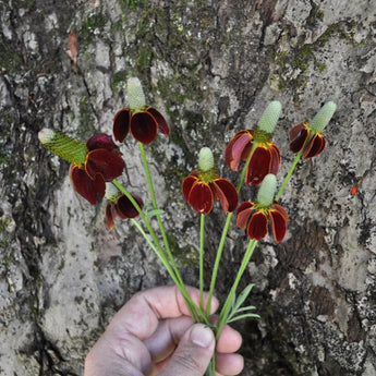 Mexican Hat Coneflower - Flowers