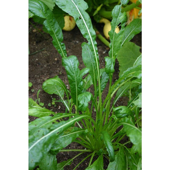 Mibuna Mustard Greens (41 Days) - Vegetables