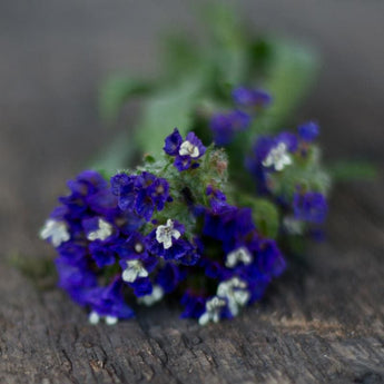 Midnight Blue Statice - Flowers