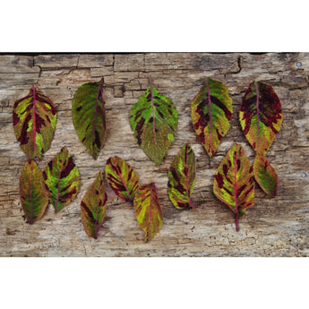 Mighty Mosaic Coleus - Flowers