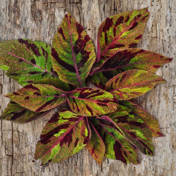 Mighty Mosaic Coleus - Flowers