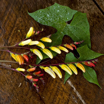 Mina Lobata - Flowers