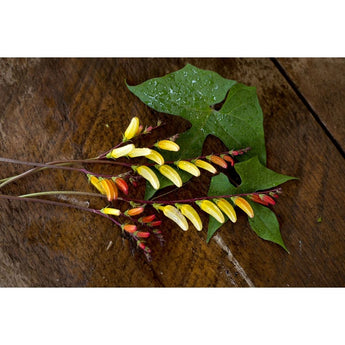 Mina Lobata - Flowers