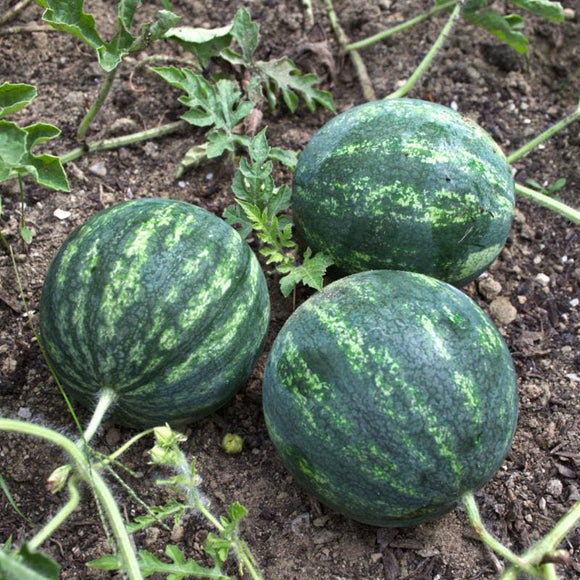 Mini Love Watermelon (F1 Hybrid 70 Days) – Pinetree Garden Seeds