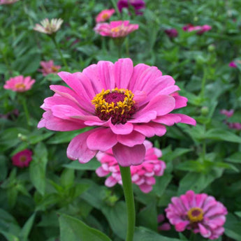 Miss Willmott Zinnia - Flowers