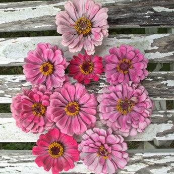 Miss Willmott Zinnia - Flowers