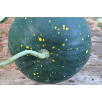 Moon & Stars Watermelon (Heirloom 105 Days) - Vegetables