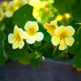 Moonlight Nasturtium - Flowers