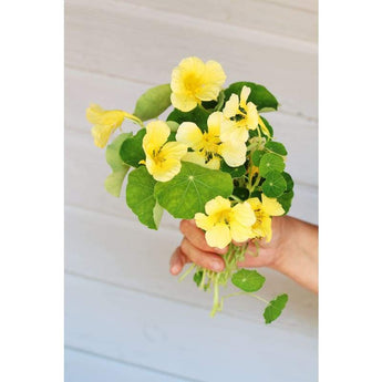 Nasturtium - Moonlight - Flowers