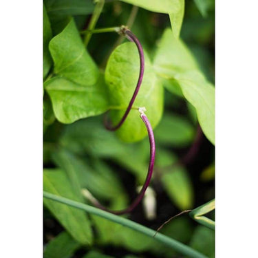 Mosaic Yard Long Bean (Heirloom 65 Days) – Pinetree Garden Seeds