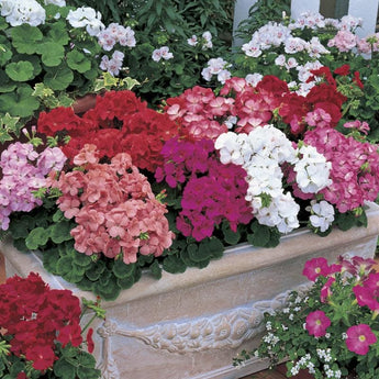 Multibloom Mix Geranium - Flowers