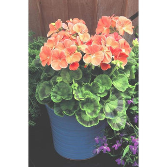 Geranium - Multibloom Salmon - Flowers