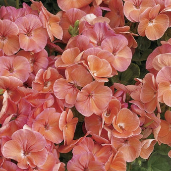 Multibloom Salmon Geranium - Flowers