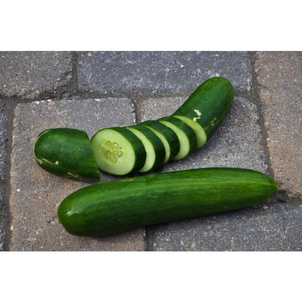 50 Muncher CUCUMBERS Seeds 