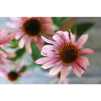 Narrow Leaf Echinacea - Flowers