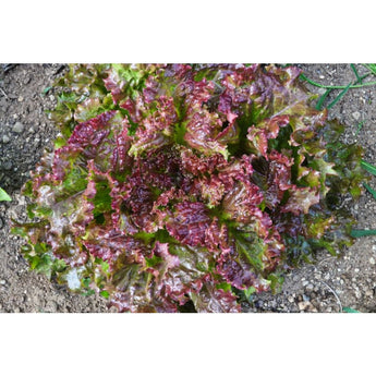 New Red Fire Lettuce (45 Days) - Vegetables