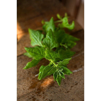 New Zealand Spinach (55 Days) - Vegetables