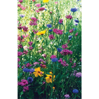 North American Wildflower Mix 1 Oz - Flowers