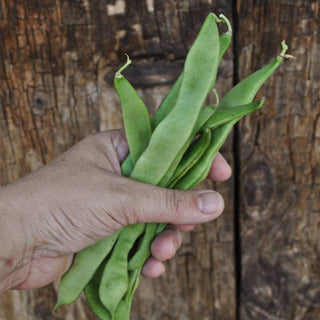 Northeaster Pole Bean (Organic 56 Days) - Vegetables