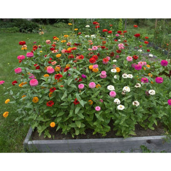 Oklahoma Formula Mix Zinnia