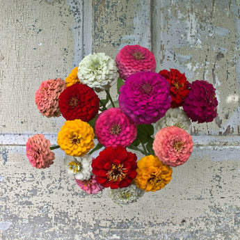 Oklahoma Formula Mix Zinnia