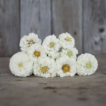 Oklahoma White Zinnia - Flowers