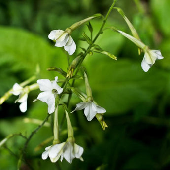 Only the Lonely Nicotiana - Flowers