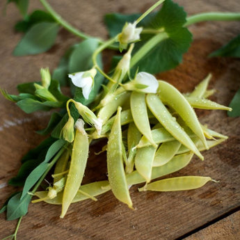 Opal Creek Snap Pea (70 Days) - Vegetables