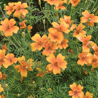 Orange Gem Marigold