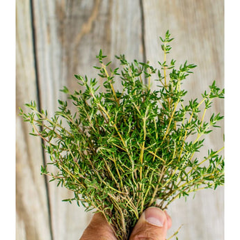 Orange Thyme - Herbs