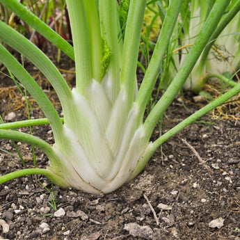 Orazio Fennel (F1 Hybrid 50-80 Days) - Vegetables