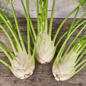 Orazio Fennel (F1 Hybrid 50-80 Days) - Vegetables