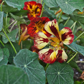 Orchid Flame Nasturtium - Flowers