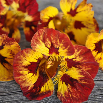 Orchid Flame Nasturtium - Flowers