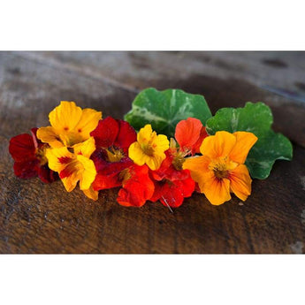 Nasturtium - Out Of Africa - Flowers