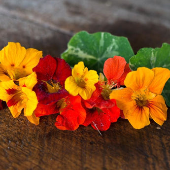 Out of Africa Nasturtium - Flowers