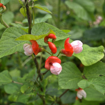 Painted Lady Runner Bean (Heirloom 65 Days) - Vegetables