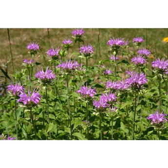 Monarda - Panorama Mix - Flowers