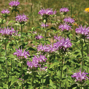 Panorama Mix Monarda - Flowers