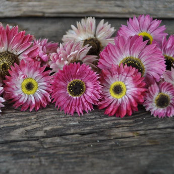 Paper Daisy - Flowers