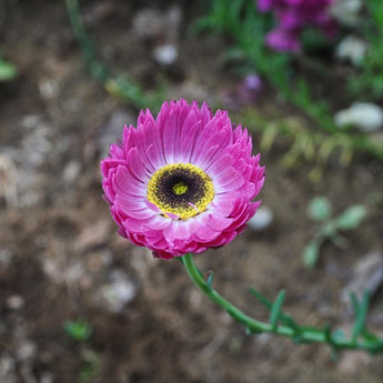 Paper Daisy - Flowers