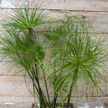 Papyrus Ornamental Grass - Flowers