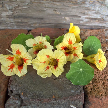 Peach Melba Nasturtium - Flowers