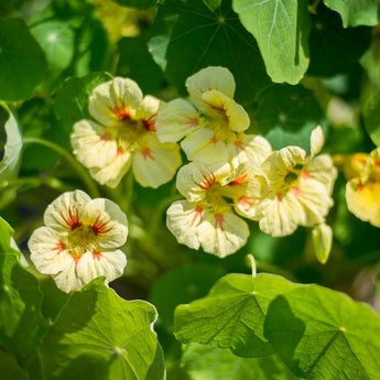 Peach Melba Nasturtium - Flowers