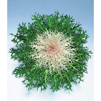 Flowering Kale - Peacock White - Flowers