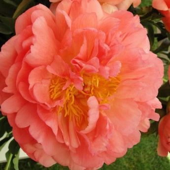 Peony ’Coral Sunset’