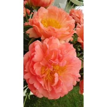 Peony ’Coral Sunset’