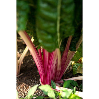 Peppermint Swiss Chard (60 Days) - Vegetables